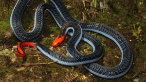  Dubbed the 'killer of killers', the snake's vibrant blue body and red head is a sight to behold 