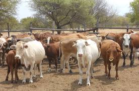 Namwala District Veterinary Department has commenced the Foot and Mouth Disease  vaccination exercise